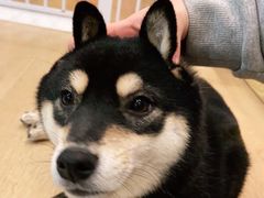 -南京Hallo宠物乐园·哈罗犬舍·柴犬繁育基地