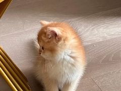 -猫十亿·布偶金渐层·曼基康矮脚猫舍(青年路店)