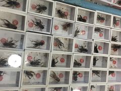 -万商花鸟市场