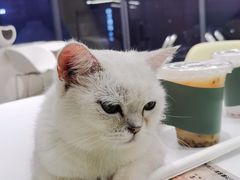 -怪兽屋·羊驼·猫咖·狗咖(俊华广场店)