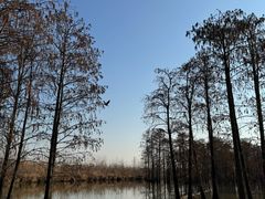-池杉湖湿地公园