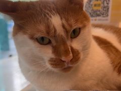 -瑞派申生动物医院·24H夜诊·国际动物医疗中心·骨外科(吴中路店)