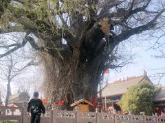 -大槐树寻根祭祖园