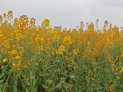 -中国天府农业博览园