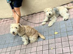 -公利真料竹蔗水(中环店)