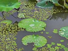 -昆山城市生态森林公园