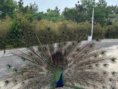 -西霞口神雕山野生动物世界