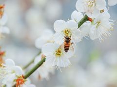 -广州市流溪河国家森林公园