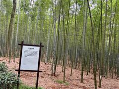 -大奇山国家森林公园