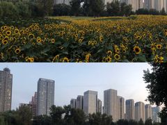 -长白岛森林公园