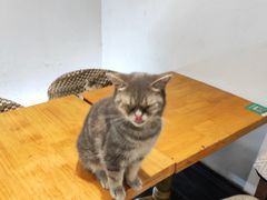 -猫色咖啡·猫咖
