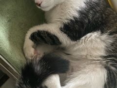 -pd派德宠物中心医院24H急重症·眼科中心·血液透析中心(嵩山北路店)