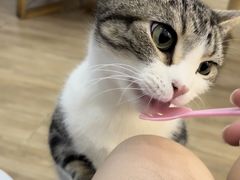 -李小姐の猫咖啡馆(五角场店)