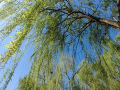 -东升八家郊野公园