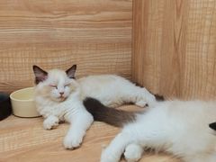 -怪兽屋·羊驼·猫咖·狗咖(俊华广场店)