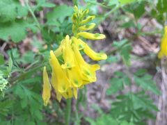 -碓臼峪自然风景区