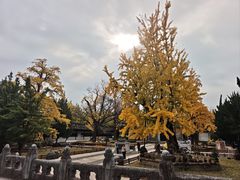 -苏州文庙(姑苏区)
