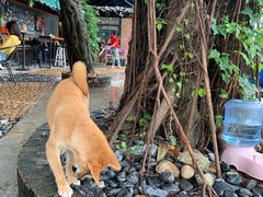 -柴犬高等学院·狗咖·柴犬售卖·宠物训练