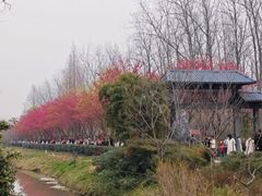 -合肥滨湖国家森林公园