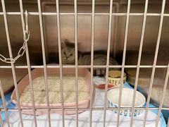 -艾吉宠物医院·疑难杂症转诊中心·猫友好(碧江路院)