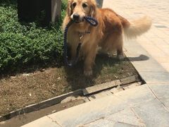 -彩虹桥宠物火化殡葬善终服务(金乐大厦店)