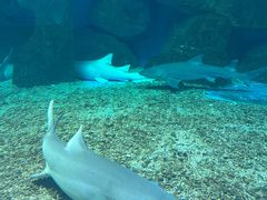 -泉城欧乐堡海洋极地世界