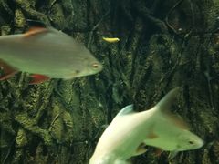 -锦艺城海洋馆