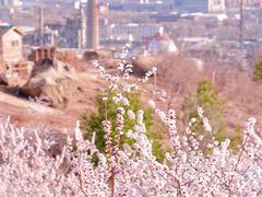-白水寺森林公园