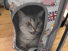 -瑞派·关忠动物医院猫科外科·异宠·24小时转诊中心(祥云店)