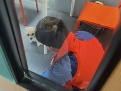 -伟伟宠物医院·CT影像中心·瑞派犬猫综合性门诊(汉口总院)