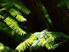 -国家植物园南园