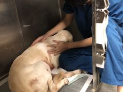 -爱诺耐芙动物医院(万博店)