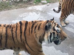 -西安秦岭野生动物园