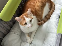 -宠福鑫动物医院(望京分院)