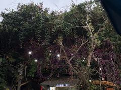 -西双版纳原始森林公园