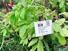-呀路古热带植物园