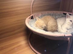 -喵百万·布偶·蓝金金渐层英短·猫舍(百子湾店)
