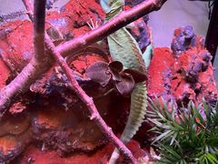 -酷以爬仙阁实体爬宠店·守宫·蜥蜴·专业繁育