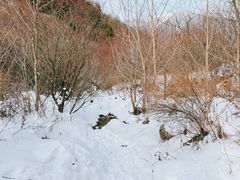 -秦岭风景区