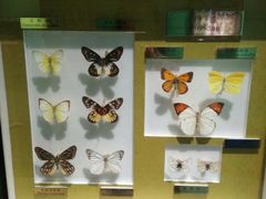 -上海昆虫博物馆