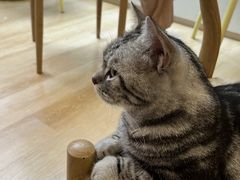 -猫咪派对(江南西店)