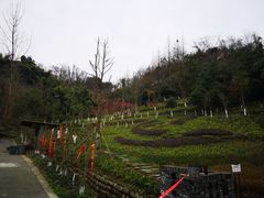 -都江堰中华大熊猫苑