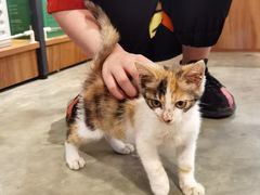 -PETKIT小佩宠物·低压洗护(国顺东路店)