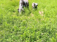 -梁鸿国家湿地公园