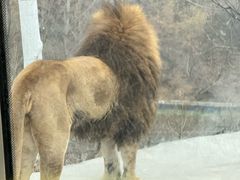 -栾川竹海野生动物园