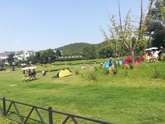 -大塘金香草谷