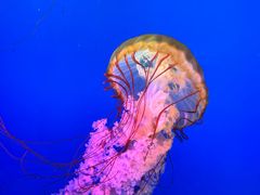 -太平洋海底世界