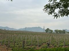 -北京张裕爱斐堡酒庄