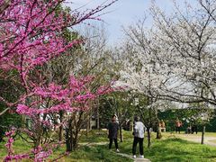 -苏州上方山国家森林公园