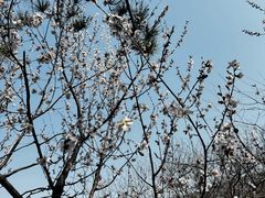 -北京十三陵国家森林公园蟒山景区